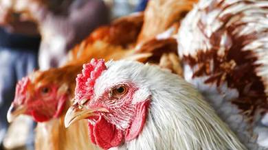 ​ماليزيا توقف صادرات الدجاج